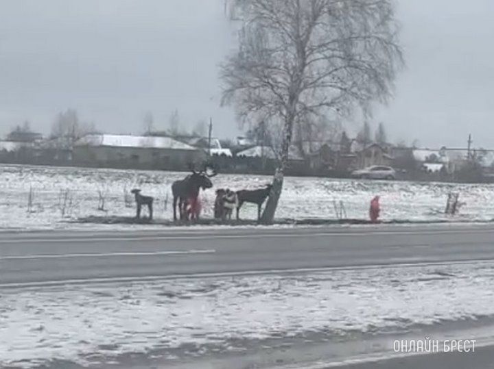 Читатель: Лоси возле дороги. На выезде из Бреста устанавливают новый арт-объект