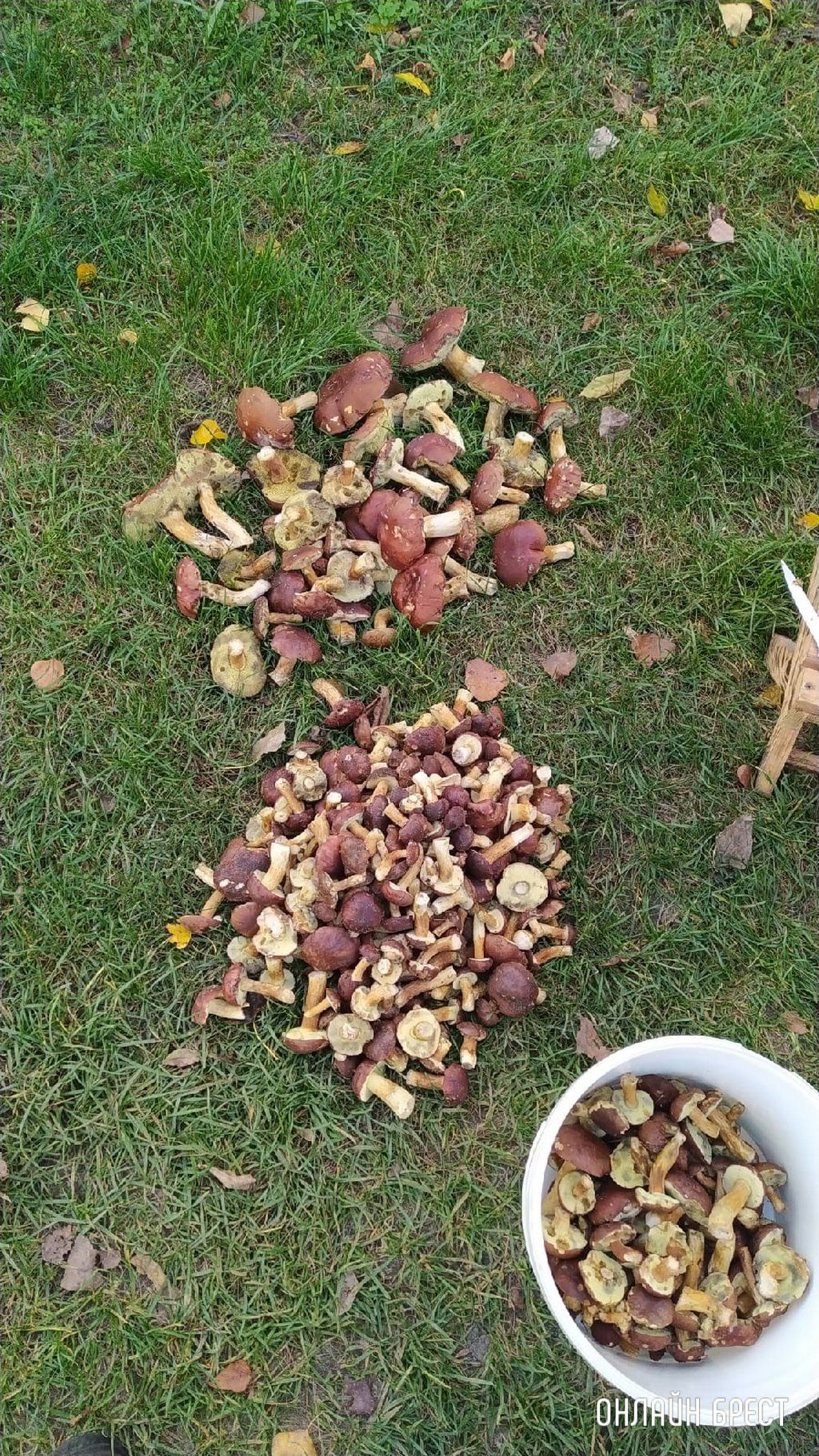 Читатель: Мой сегодняшний «улов» в Брестском районе