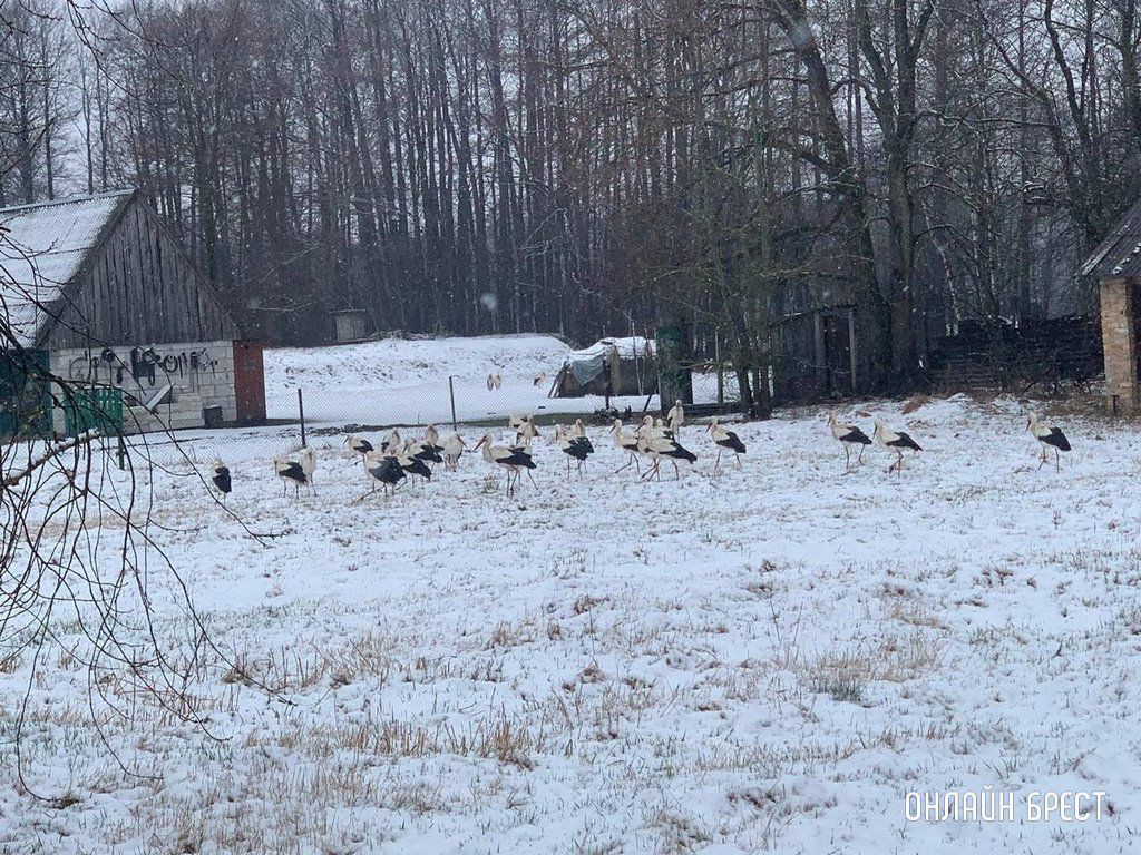 Читатель: Снег и аисты. Фото сделано в Кобринском районе