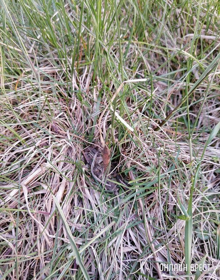 Читатель: Брестский район, д.Волки. Поехали отдохнуть на природу и ужаснулись от происходящего