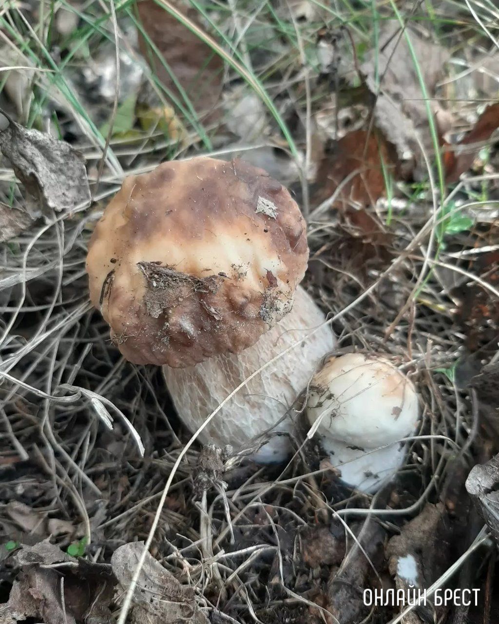 Читатель: Это всё за сегодня! Брестская область, Кобринский район