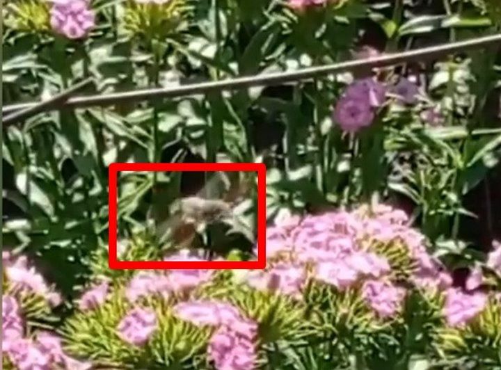 Читатель: Бабочка, которая похожа на колибри, замечена на Брестчине (Пинский район, д. Красово)