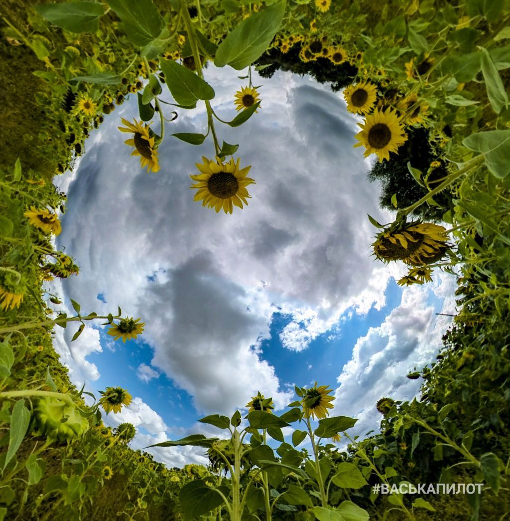 Посмотрите, какое поле подсолнухов есть недалеко от Бреста