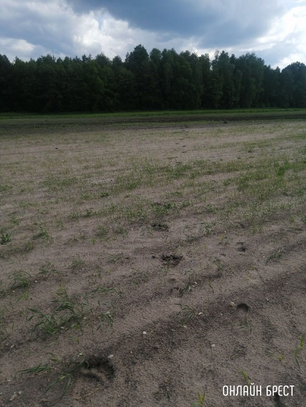 Читатель: Следы медведя? Фото сделаны в Жабинковском районе