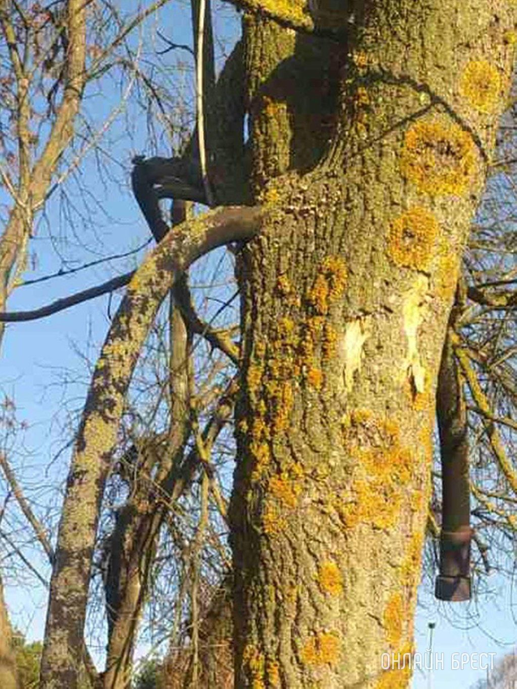 Читатель: На въезде в Брест резиновый шланг врос прямо в дерево