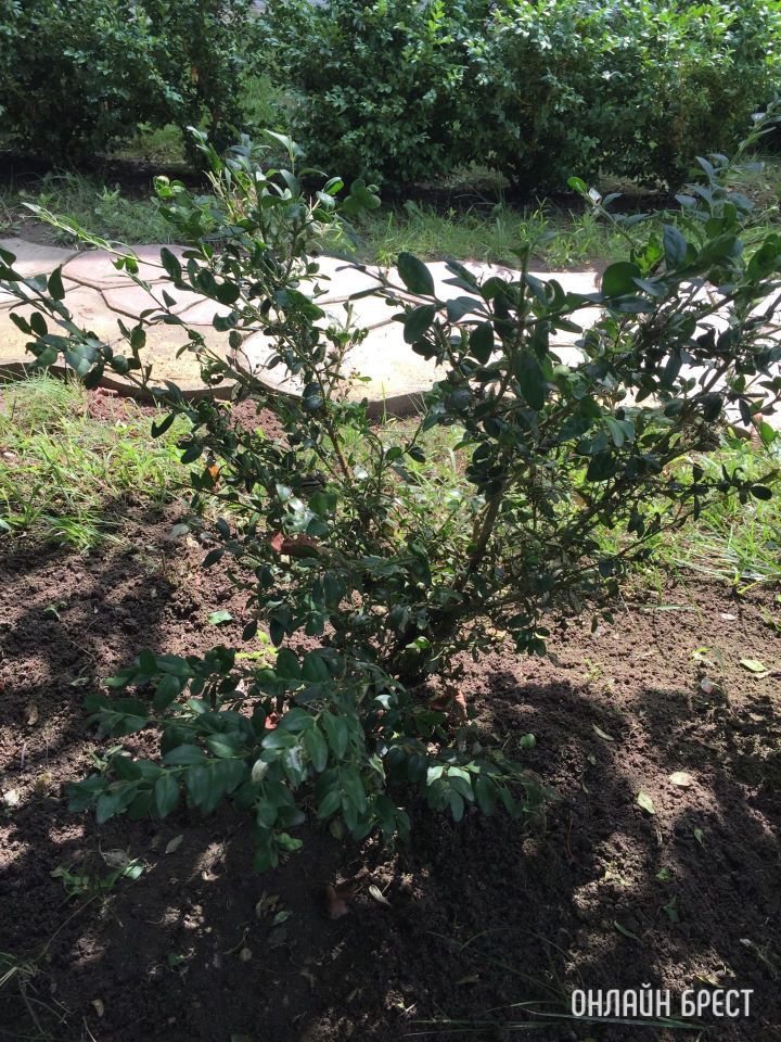 Нужна помощь! Чем можно истребить гусеницу «Огневку»? Съедает самшит на глазах