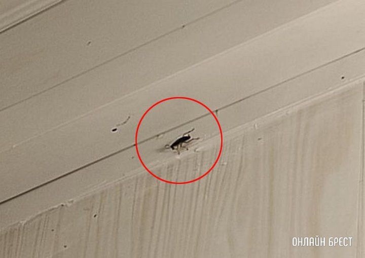 Читатель: Такая картина обстоит в туалете в одном из кафе Бреста