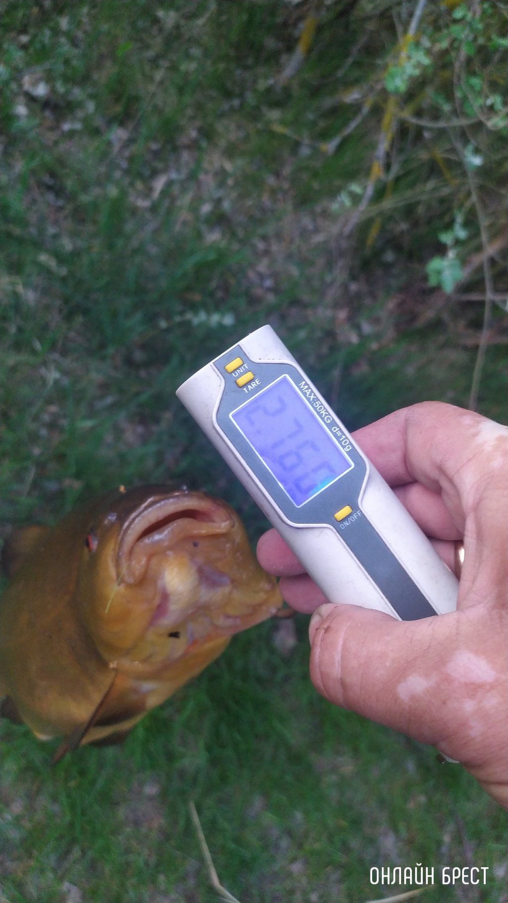 Читатель: Рыбак из Бреста поймал огромного линя. Рыба поймана вечером на поплавочную удочку