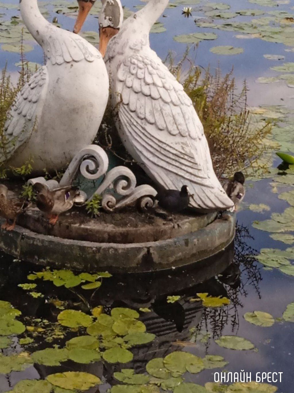 Читатель: В Бресте на Набережной заметили интересную птичку. Как нам сказали - это Лысуха (разновидность уток)