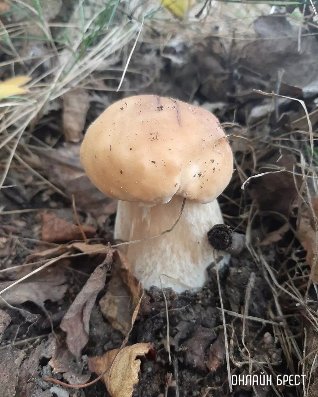 Читатель: Это всё за сегодня! Брестская область, Кобринский район