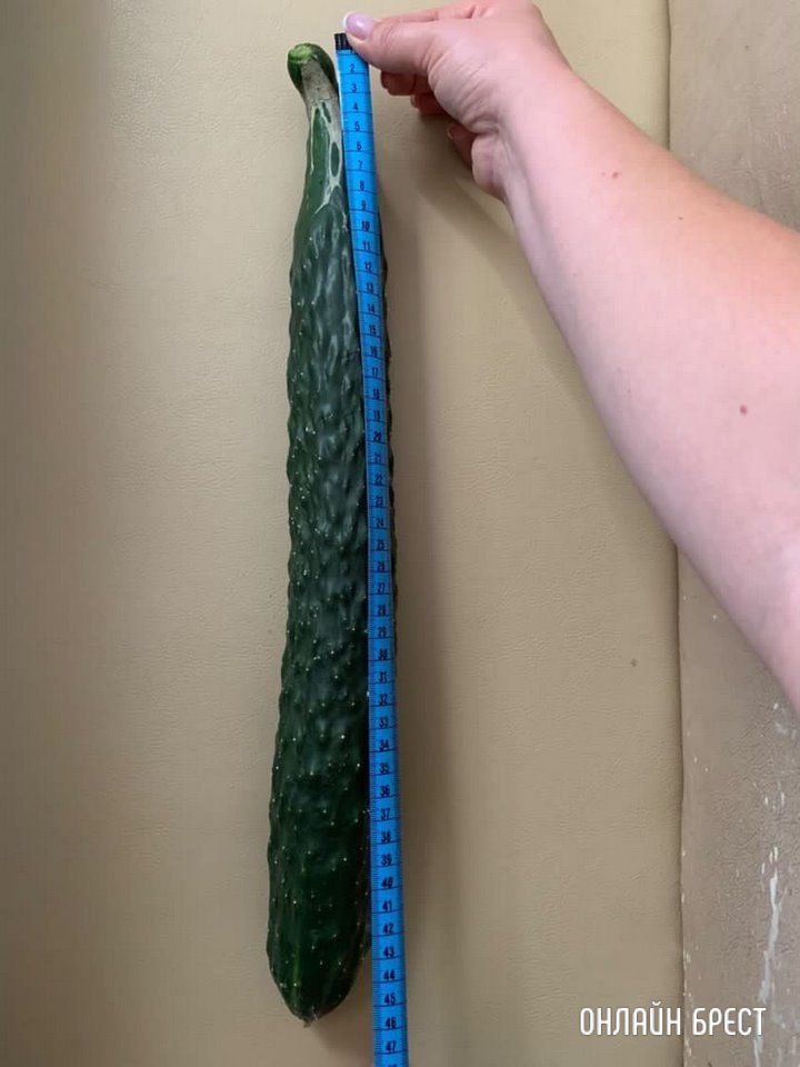 Читательница: Вот такие огурцы растут в Брестском районе (Тюхиничи)