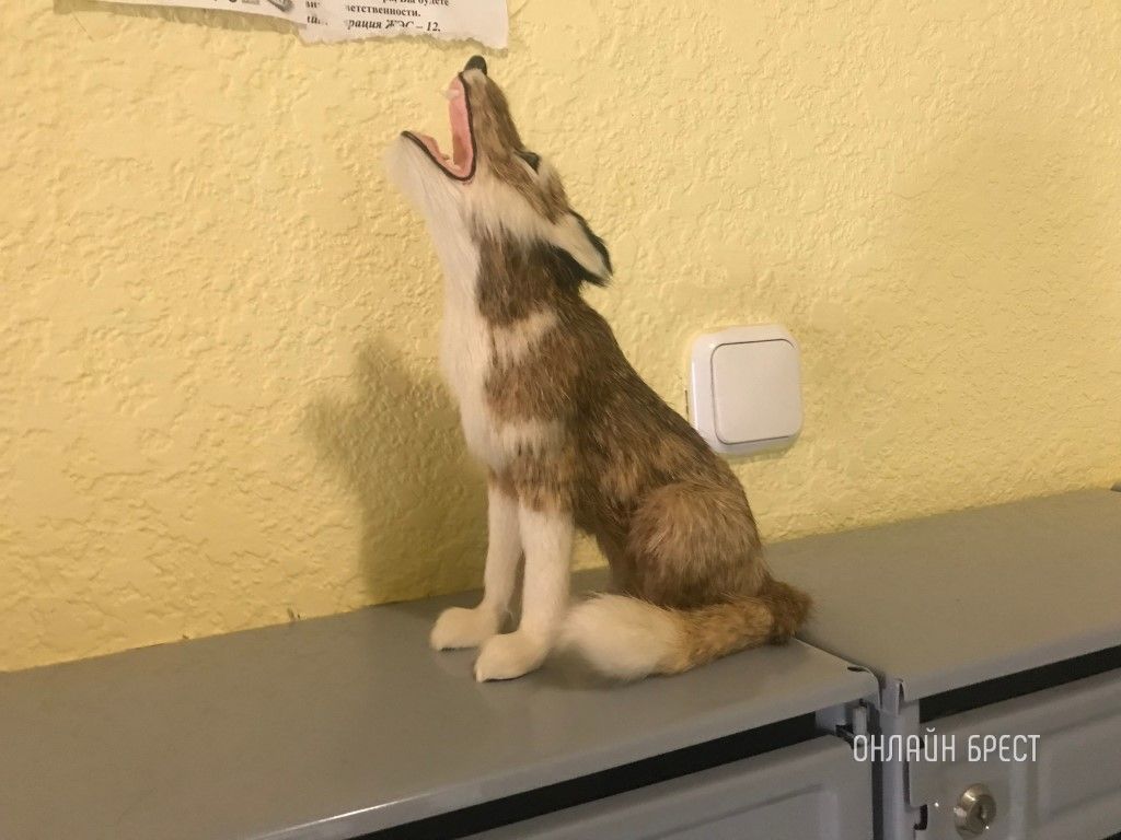 Читатель: В подъезде одного из многоквартирных домов Бреста, микрорайон Вулька. Респект жильцам!