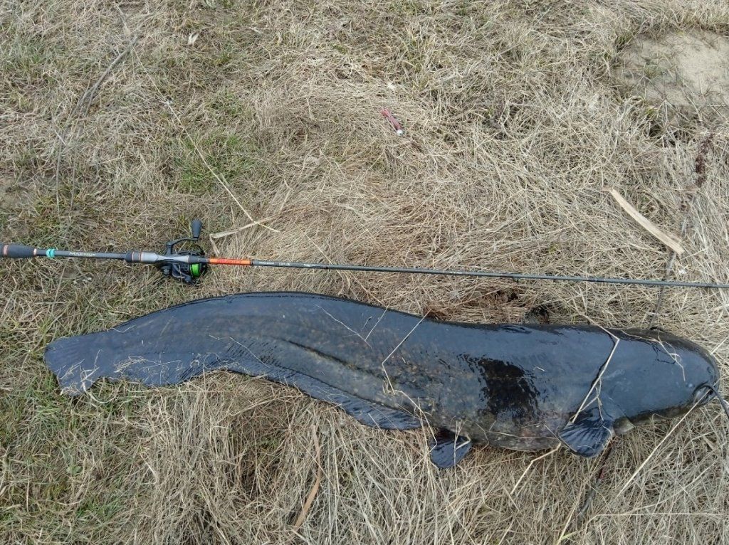 Белорус выловил на Березине гигантского сома