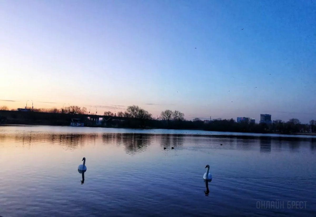 Читатель: Река и лебеди. Рассвет на Набережной Бреста