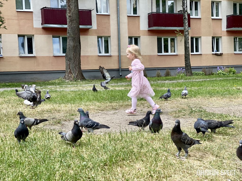 Дети и голуби. Дворы Бреста