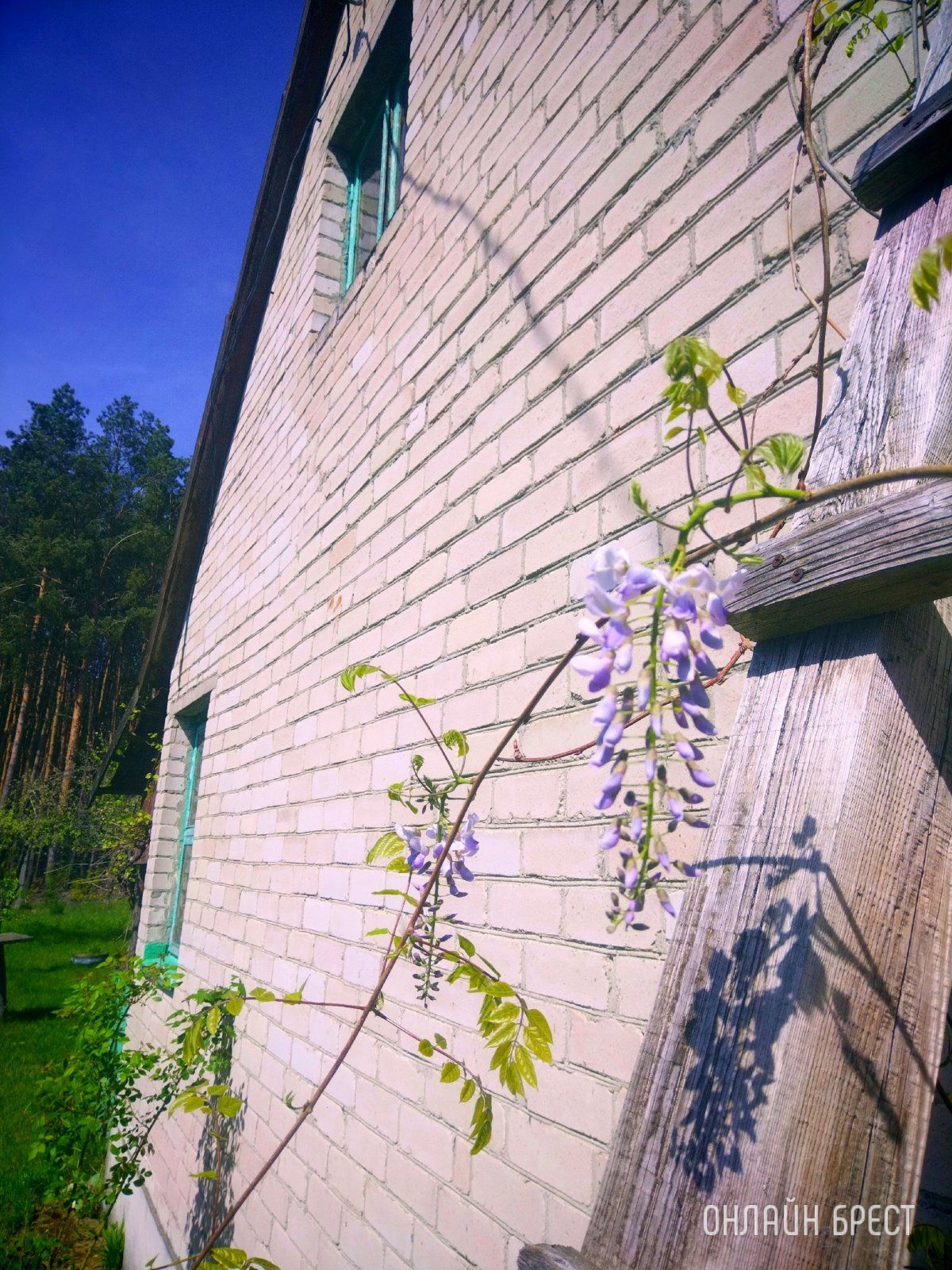 Читательница: На даче молодая глициния расцвела. 30-е апреля!