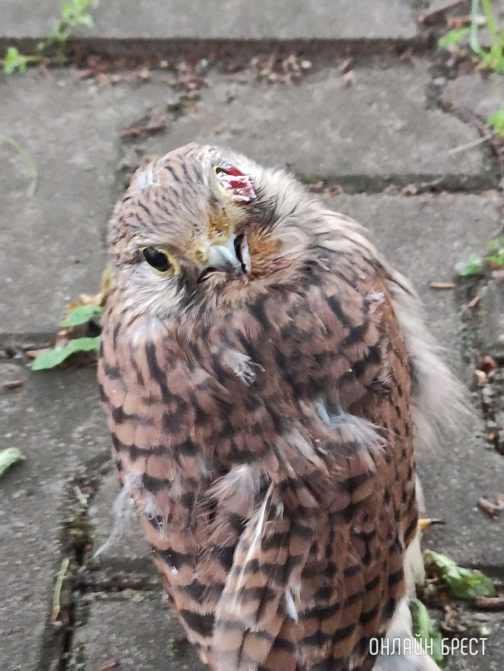Брест, ул. Ленина. Маленький ястреб с повреждением глаза. У кого есть возможность оказать птице помощь?