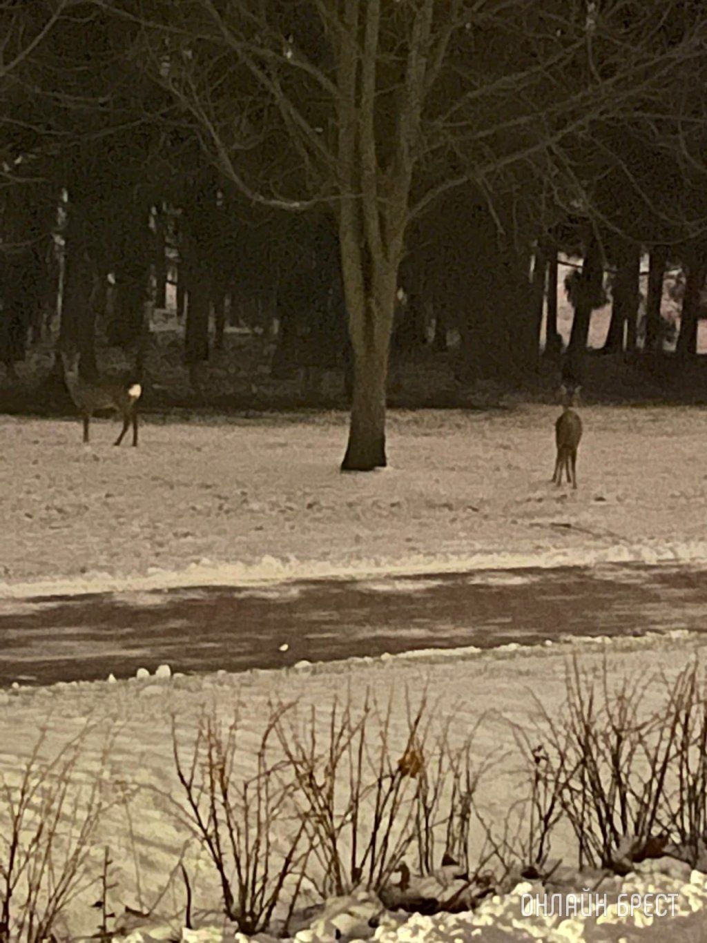 Читатель: Сегодня в Брестской крепости