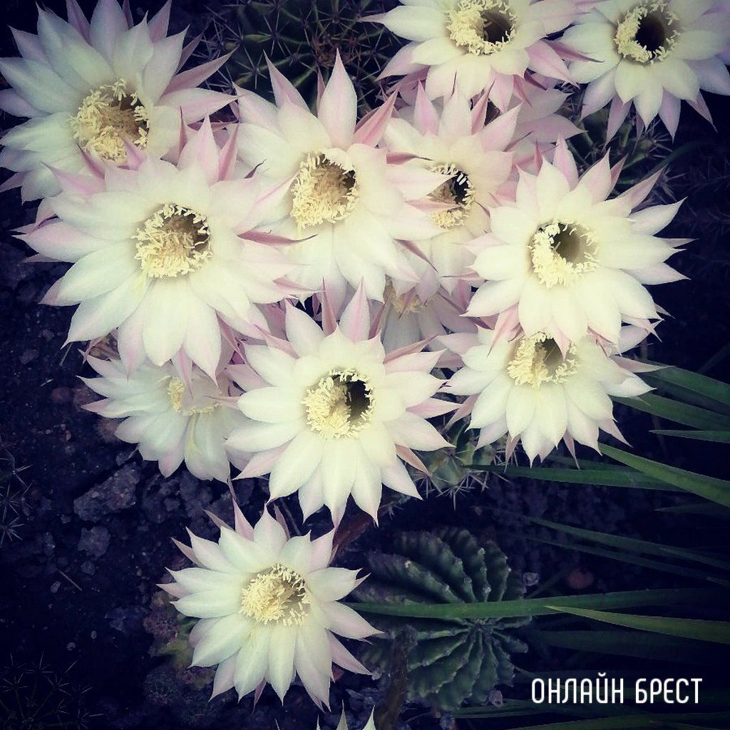 Читатель: Брестская область, Каменецкий район. Посмотрите, как красиво цветут кактусы