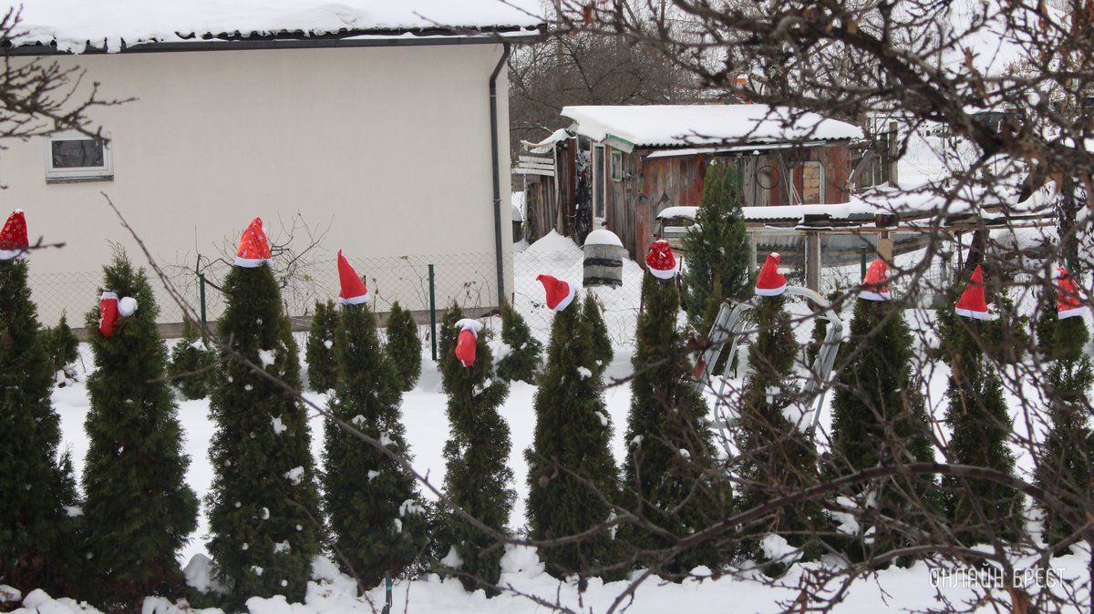 Читатель: Туи к Новому году готовы :)