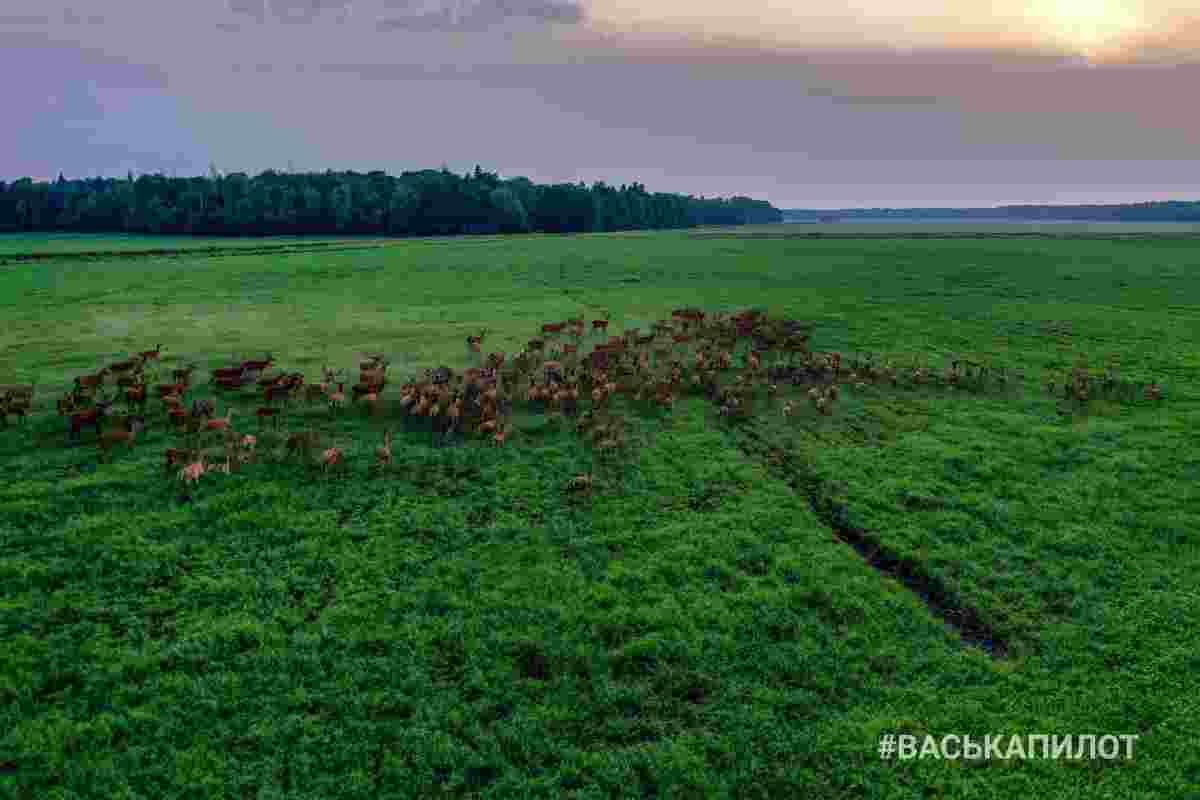 Беловежская пуща с высоты