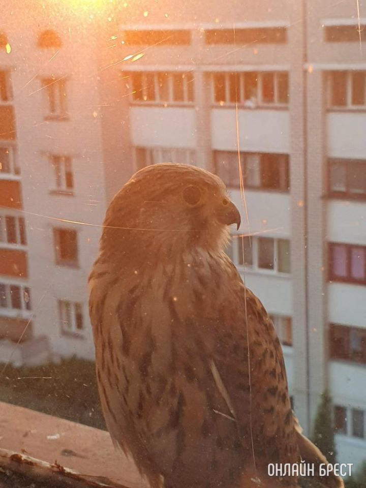 Cокол-пустельга! Вот такой красавец прилетел на карниз