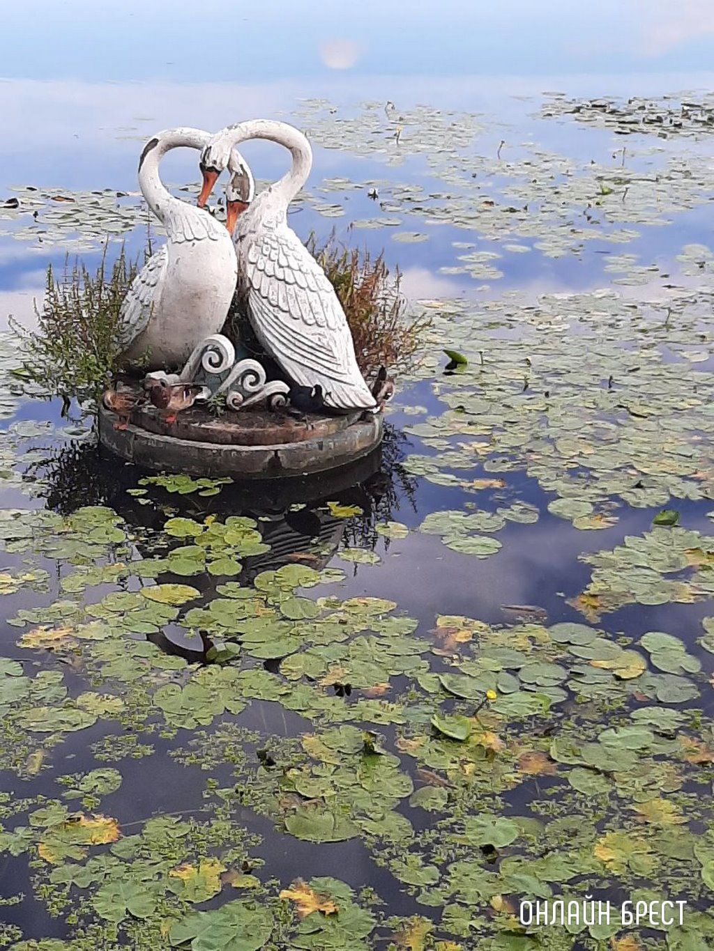 Читатель: В Бресте на Набережной заметили интересную птичку. Как нам сказали - это Лысуха (разновидность уток)