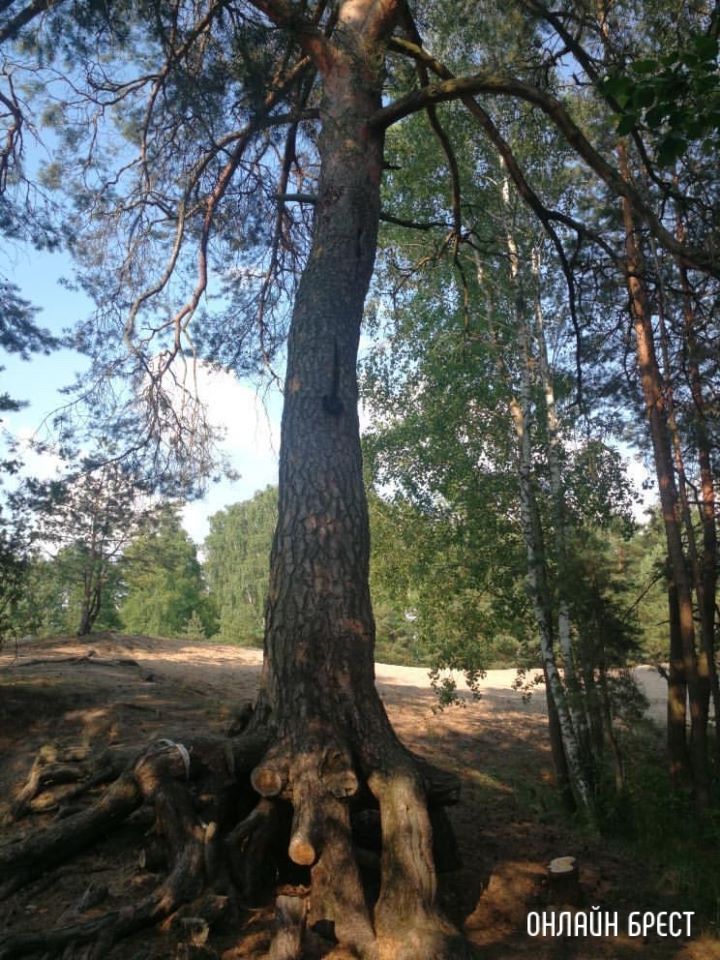 Эти корни стали вырезать кусками. Зачем?