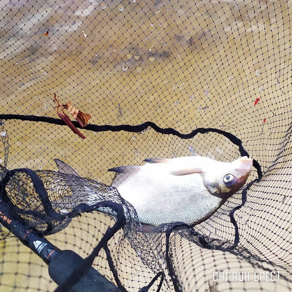 Сегодняшний улов жителя Бреста на Мухавце