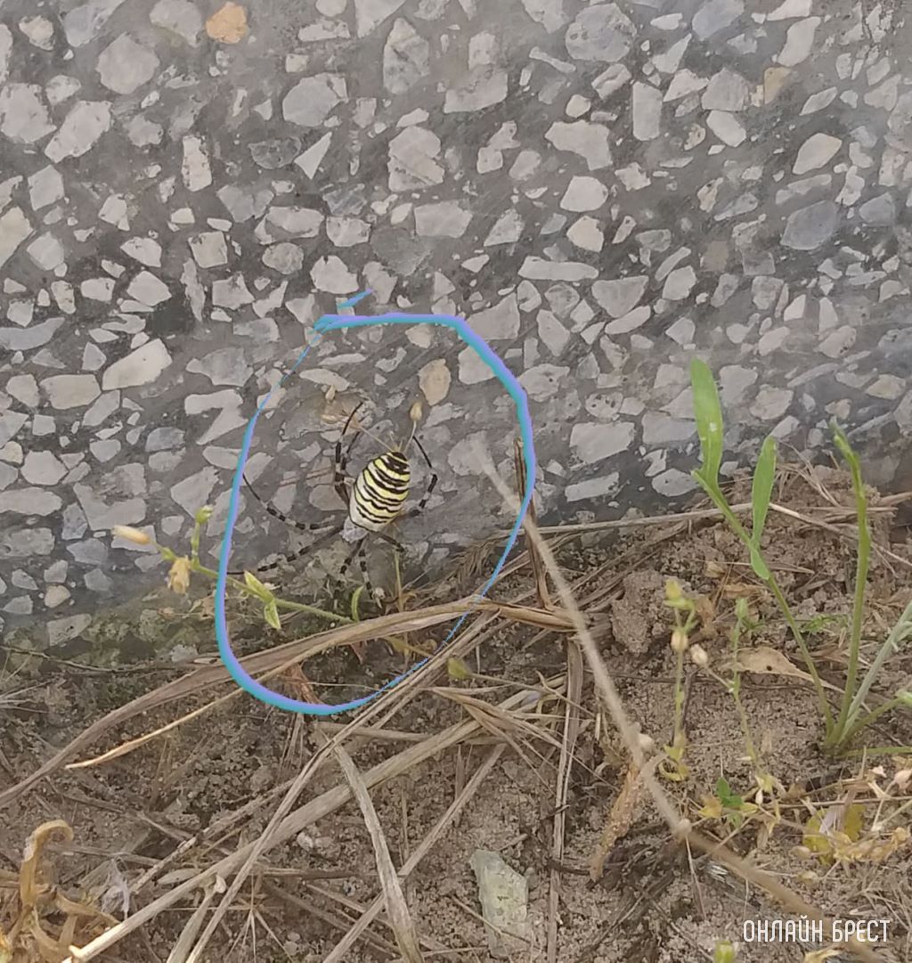 Что это за паук? Фото сделано на Северном кладбище в Бресте