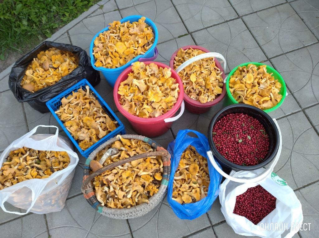 Грибной «улов» наших читателей