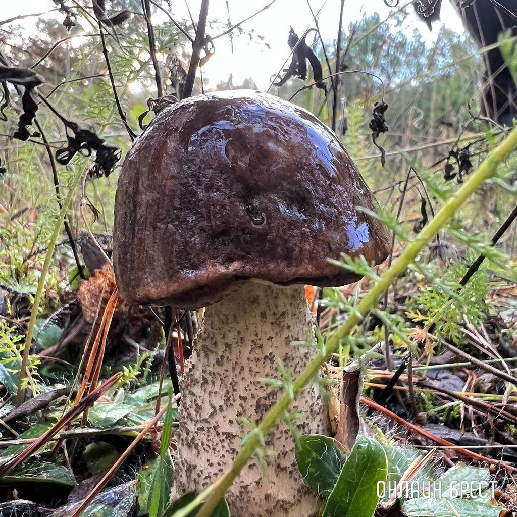 Читатель: Грибная «охота» удалась :)