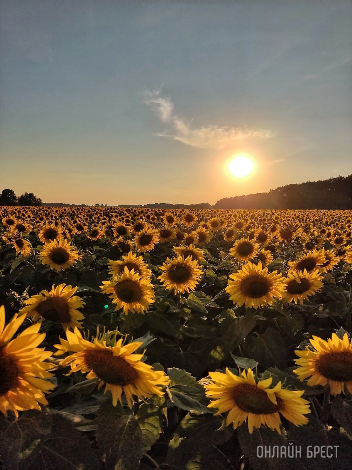 Читатель: В Брестской области находится очень красиво поле подсолнухов