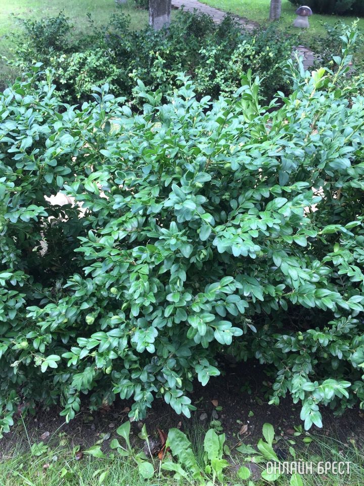 Нужна помощь! Чем можно истребить гусеницу «Огневку»? Съедает самшит на глазах