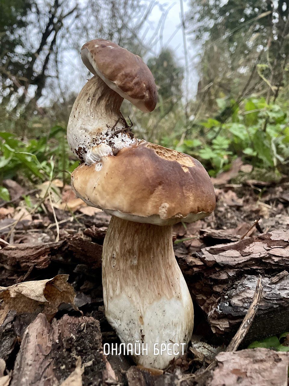 Наши читатели поделились с нами удивительным уловом грибов