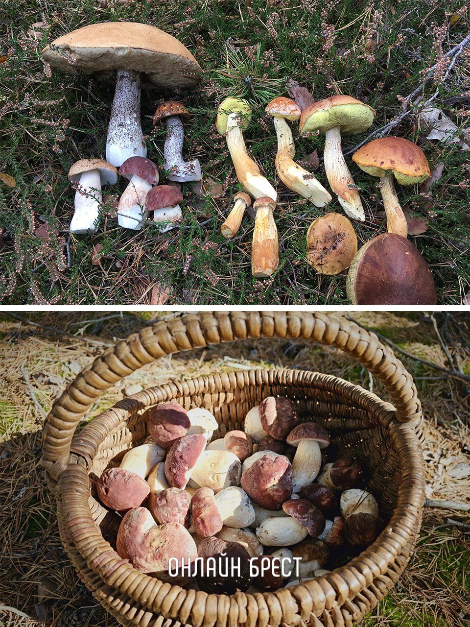 Наши читатели поделились с нами удивительным уловом грибов