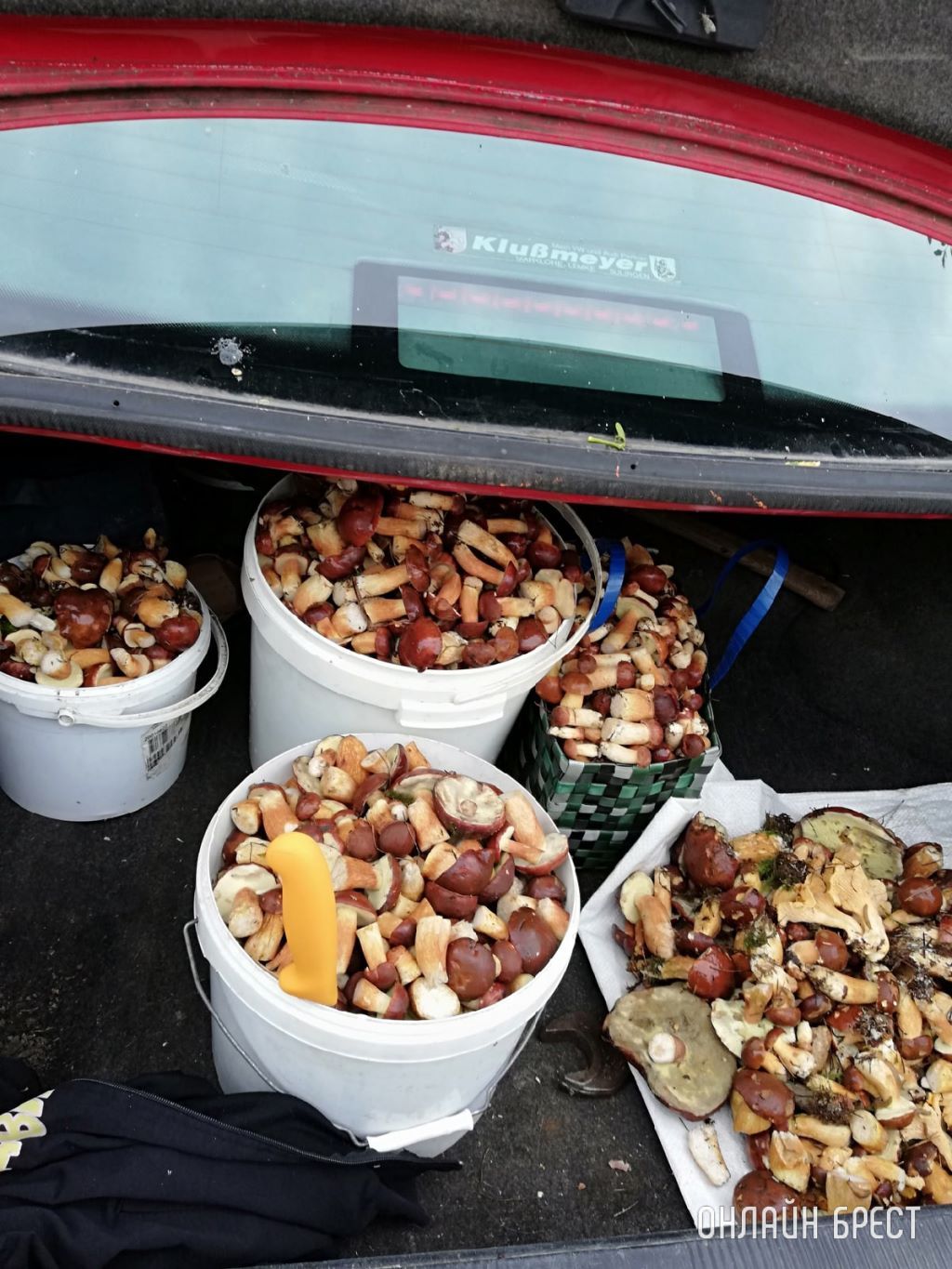 Грибная «охота» в Брестском районе