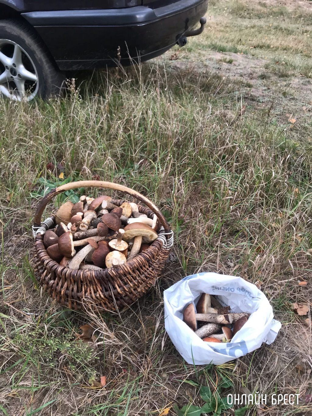 Читатель: Наш грибной «улов». Собрано под Брестом