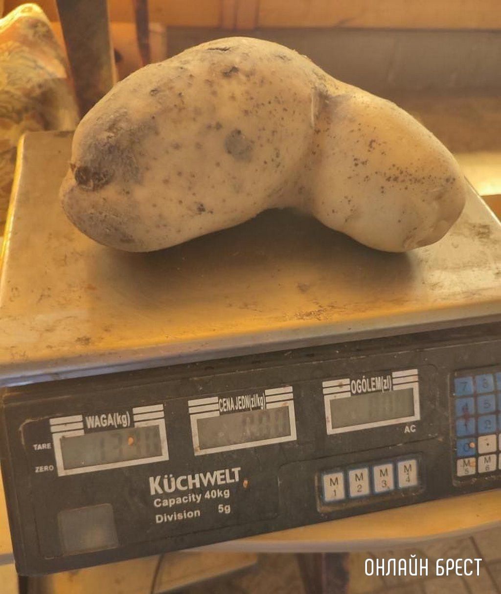 Читатель: Кобринский район, д. Жуховцы, урожай 2022. Картофель-гигант весом 1330 гр.