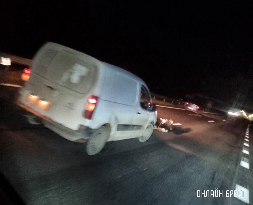 Очевидец: Перед Федьковичами в сторону Бреста сбили телёнка