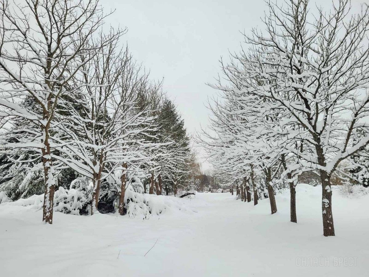 Читатель: Зимняя сказка в дендрарии БрГУ им. А.С.Пушкина