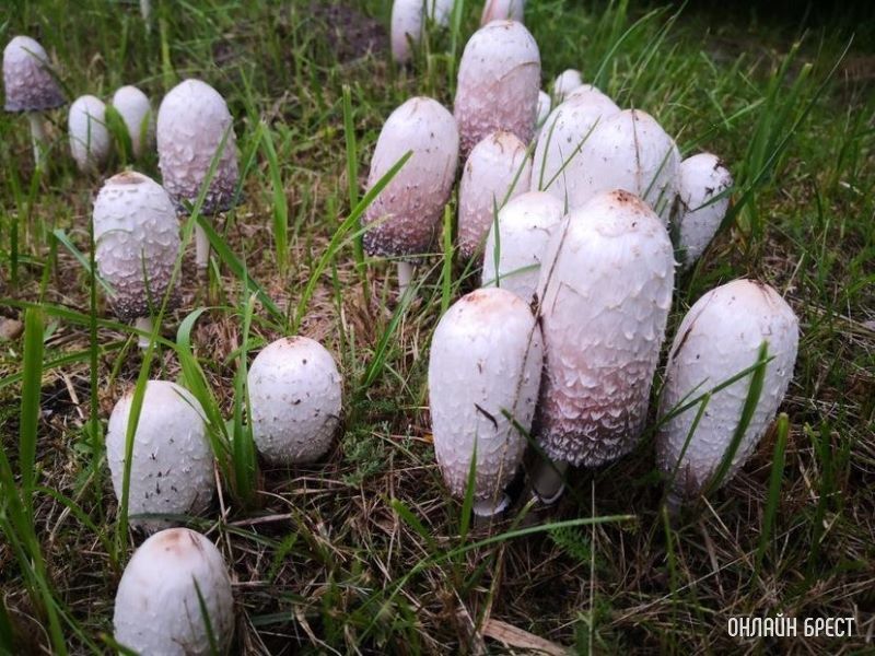 Интересная поляна грибов высыпалась на обочине возле дороги на Красном дворе. Интересно, что это за гриб?