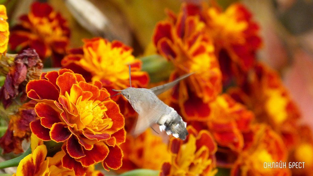 Читатель: Интересная бабочка— Бражник, по стилю полёта похожая на колибри. Видео снято в Бресте