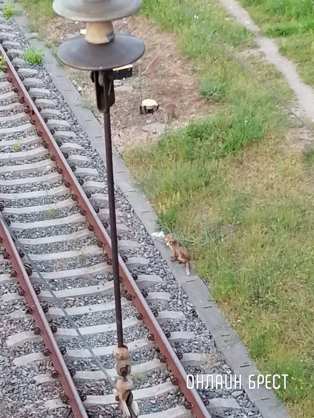 Читатель: Вчера в Бресте под мостом возле ЖД вокзала бегала лиса и лисята