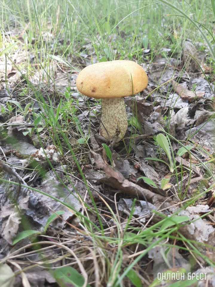 Первые летние грибочки в Брестской области (Кобринский район, деревня Лыщики)
