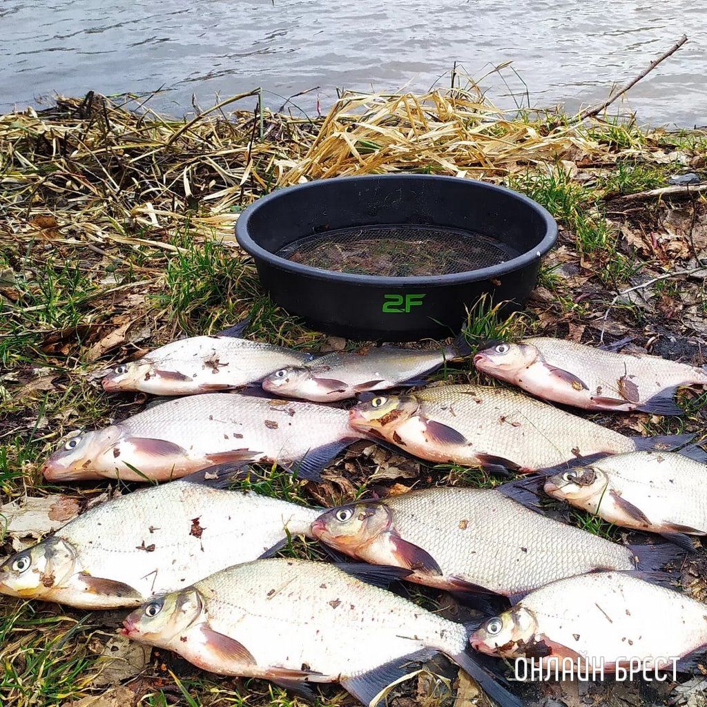 Сегодняшний улов жителя Бреста на Мухавце