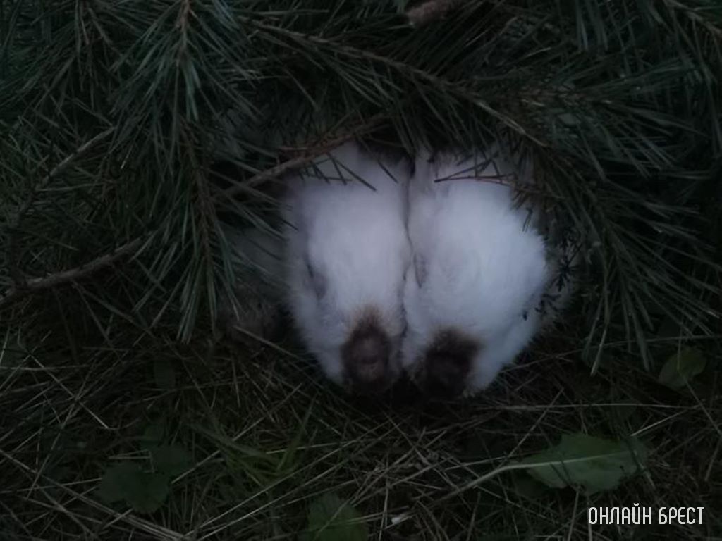 В Бресте в районе парке воинов-интернационалистов, кто-то оставил 2-ух кроликов. Или это не кролики?