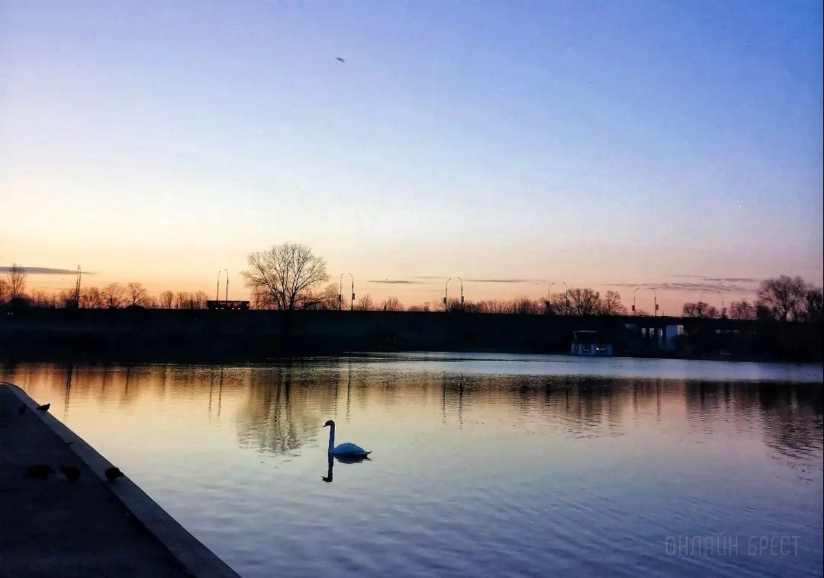 Читатель: Река и лебеди. Рассвет на Набережной Бреста