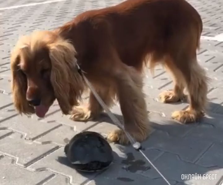 А вы встречали черепах в Бресте? Посмотрите, какое видео снял наш читатель