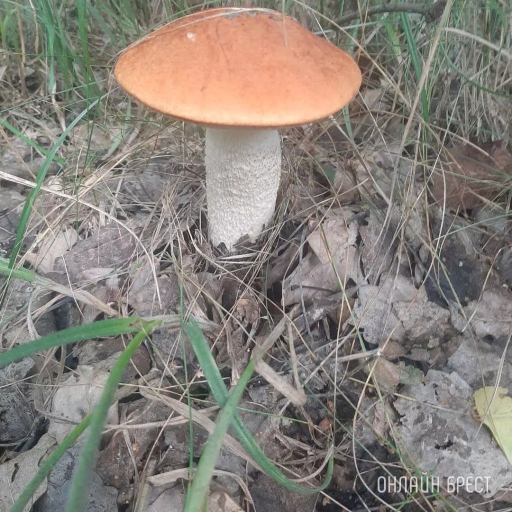 Читатель: Сегодня открыл грибной сезон :) Кобринский район